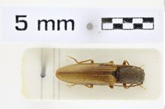 Foto (Dorsalansicht) von Athous naseri (NHMW-ZOO-COL-0008542)